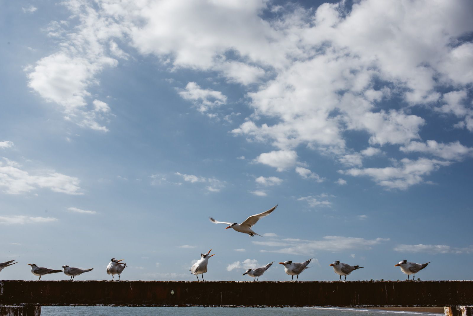 gaviotas en el muelle