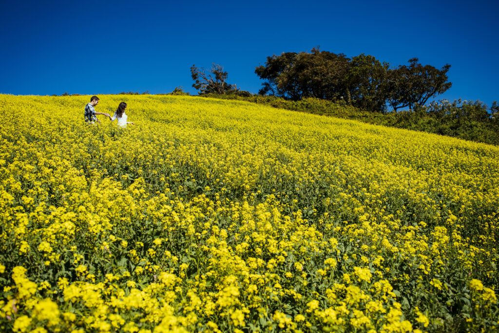 Pareja entre un campo de flores amarillas durante su preboda